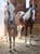 Horse ad