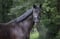 Horse ad