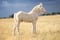 Annuncio cavallo