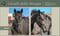 Horse ad