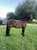 Annuncio cavallo