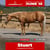 Annuncio cavallo
