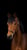 Annuncio cavallo