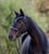 Horse ad