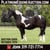 Horse ad