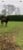 Horse ad