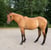 Annuncio cavallo