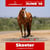 Annuncio cavallo
