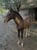Annuncio cavallo