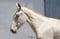 Horse ad