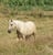 Horse ad