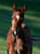 Horse ad