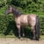 Horse ad