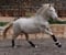 Horse ad