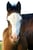 Annuncio cavallo