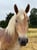 Horse ad