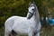 Annonce cheval