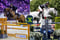Annuncio cavallo