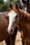 Horse ad