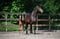 Horse ad