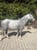 Annonce cheval