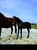 Annonce cheval