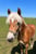 Anuncio de caballos