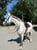 Horse ad