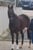 Horse ad