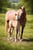 Horse ad