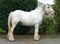 Horse ad