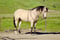 Horse ad