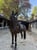 Horse ad
