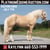 Horse ad