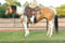 Anuncio de caballos