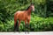 Horse ad