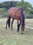 Annuncio cavallo