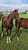Horse ad