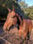 Horse ad