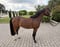 Horse ad