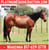 Horse ad