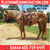 Horse ad
