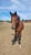 Horse ad