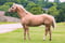 Annuncio cavallo