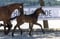 Horse ad