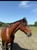 Horse ad