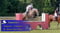 Paardadvertentie