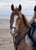 Horse ad