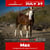Horse ad