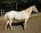 Annuncio cavallo